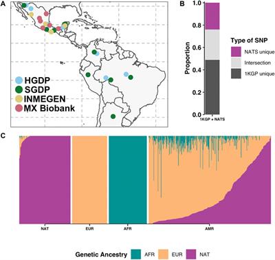 Imputation Performance in Latin American Populations: Improving Rare Variants Representation With the Inclusion of Native American Genomes